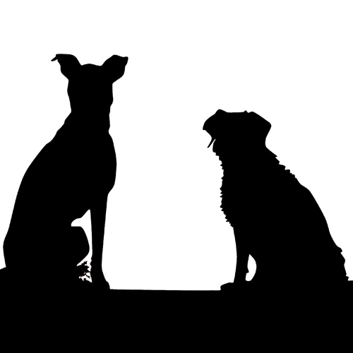 hund pflegetipps