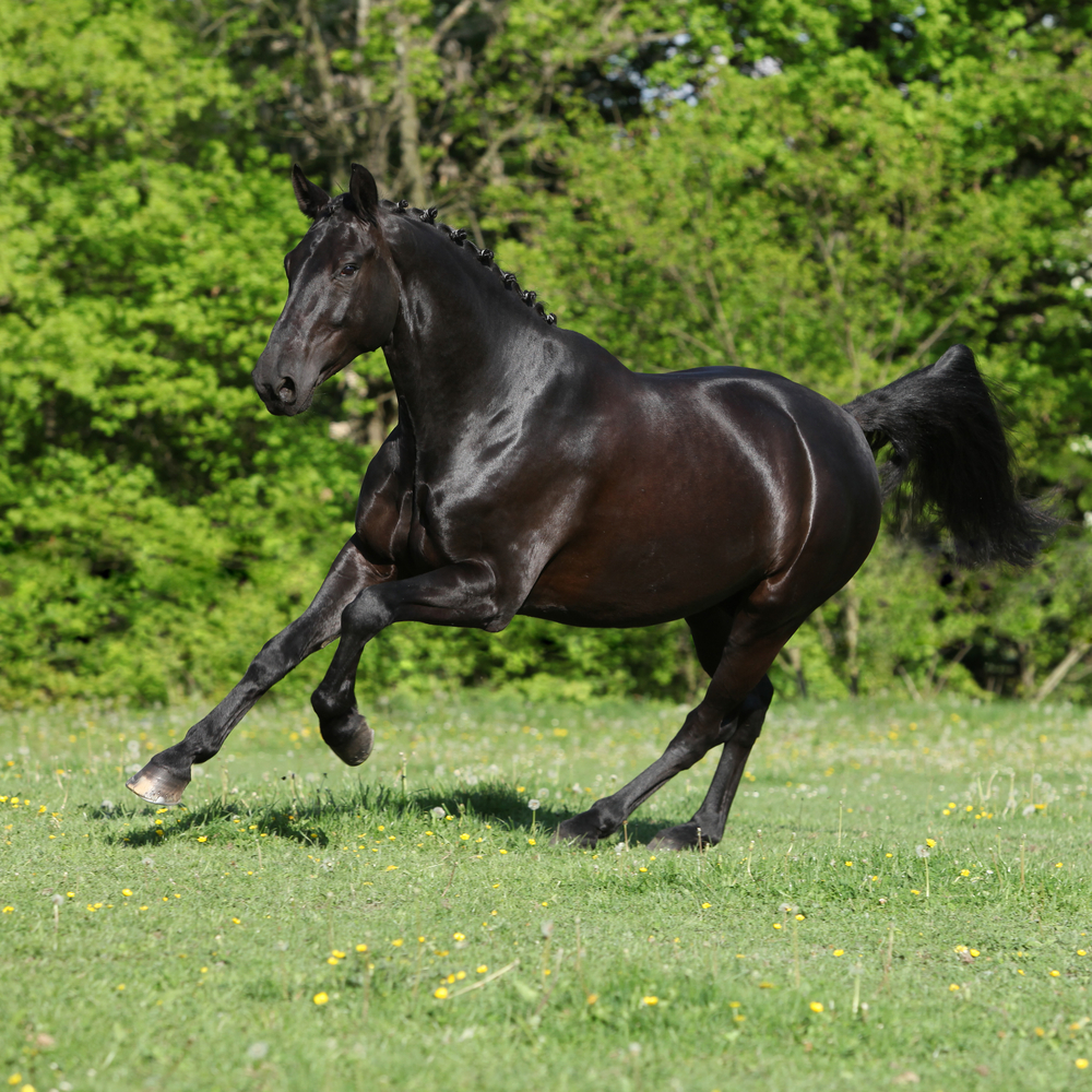 Schwarzes Pferd mit glänzendem Fell