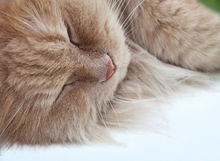 Die H ufigsten Fellprobleme Bei Katzen Schermaschine ratgeber de