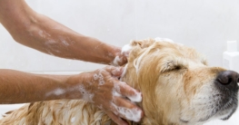 Hund mit Hundeshampoo