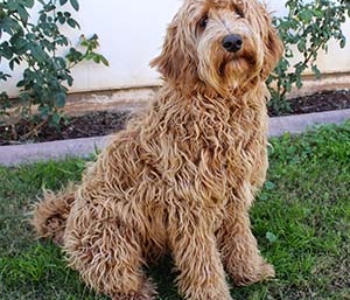 Labradoodle scheren