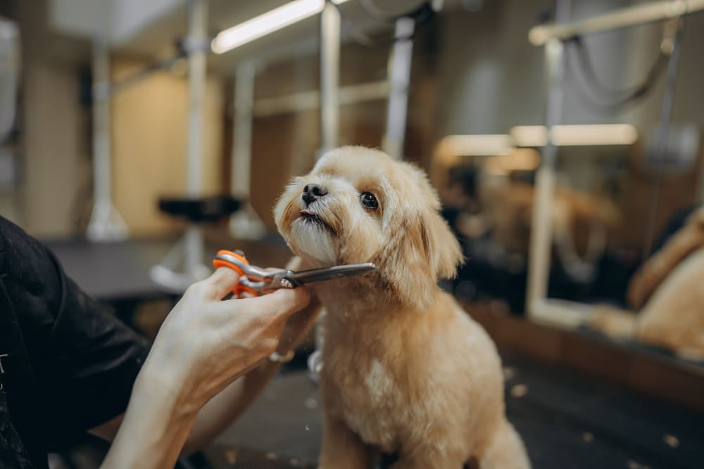 Maltipoo scheren