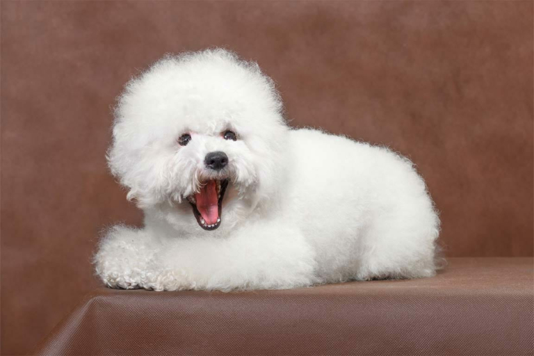 Bichon Fris Scheren In 3 Kinderleichten Schritten Schermaschine 