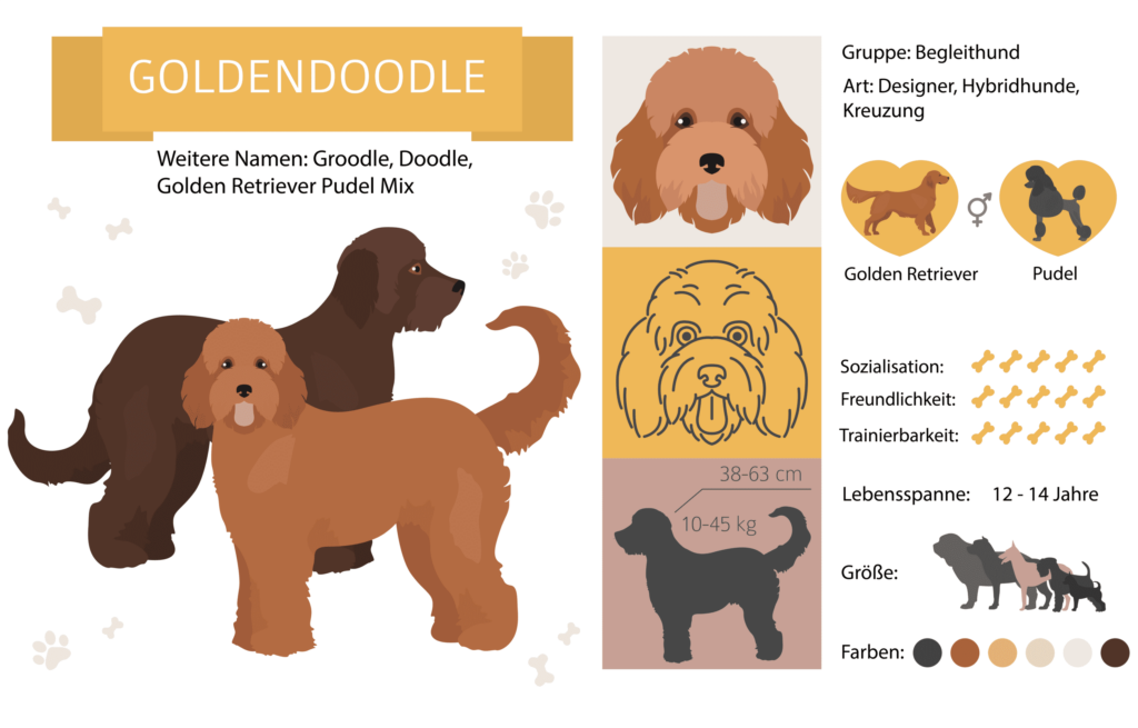 Goldendoodle Hunderasse Infos