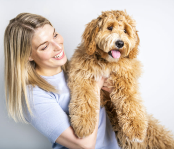 Labradoodle scheren