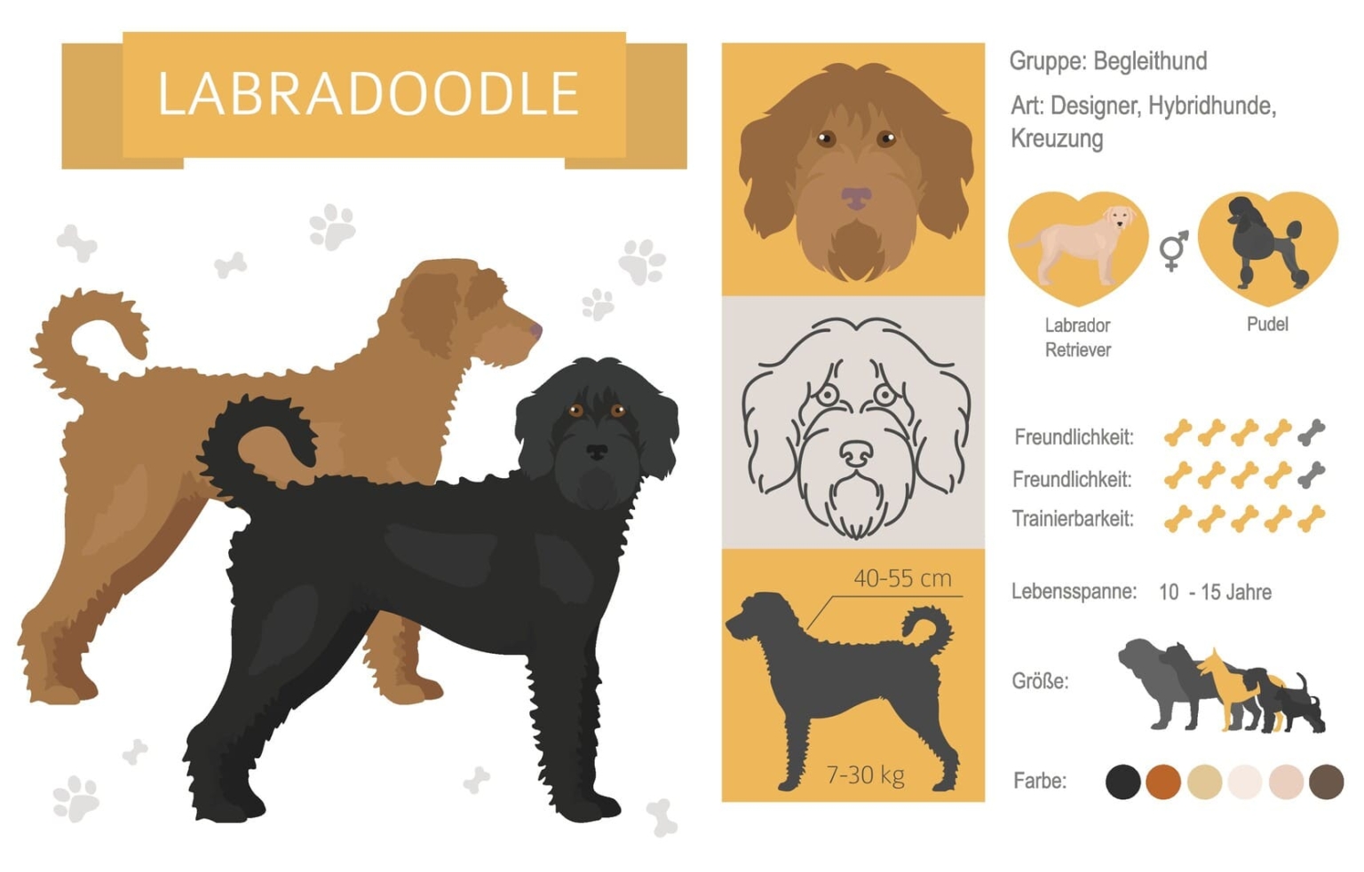Labradoodle scheren Die Anleitung zum selber machen