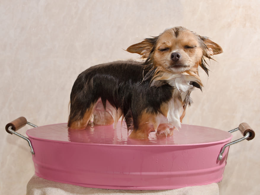 Hund stumpfes Fell badet