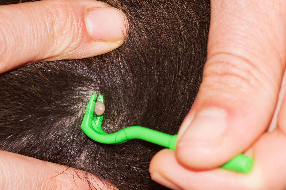 Zeckensaison geht wieder los! Zecken beim Hund