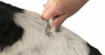 Hund trimmen mit Trimmmesser