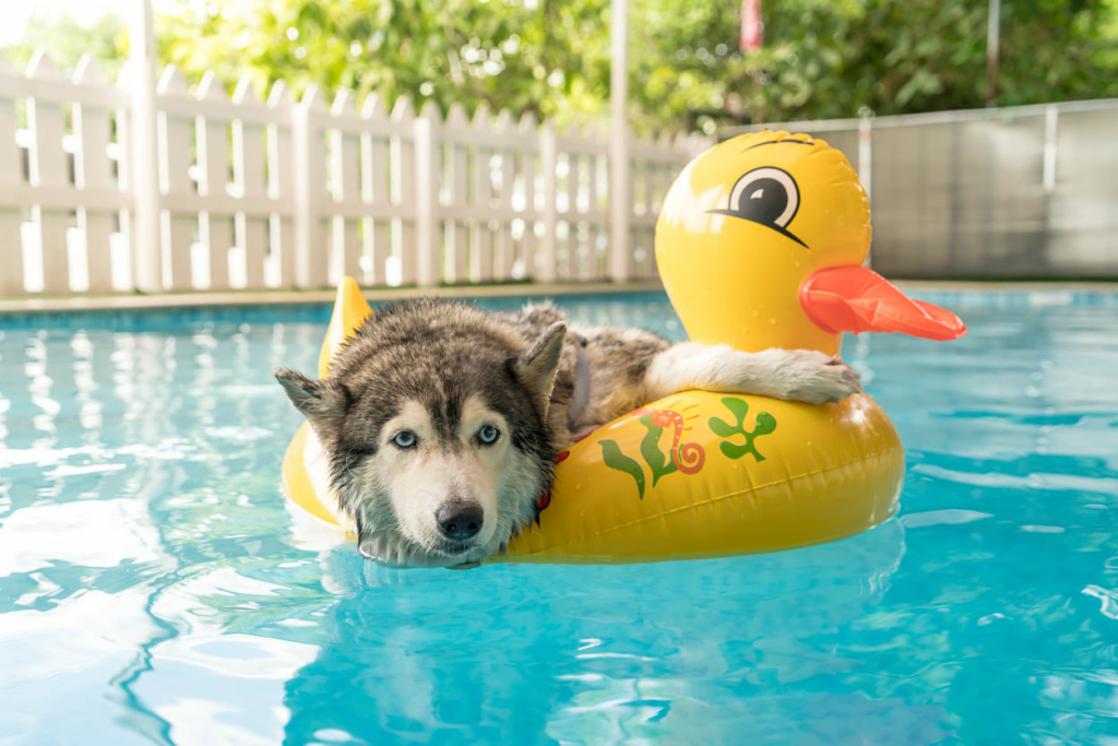 Schwimmen gehen mit dem Hund