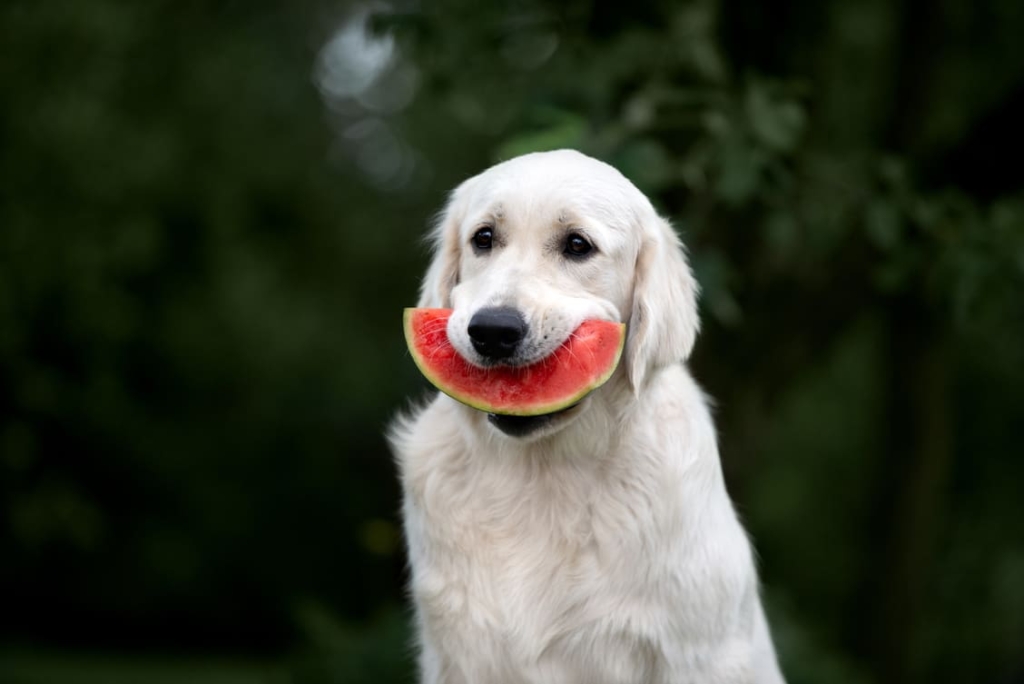 Hund isst Melone