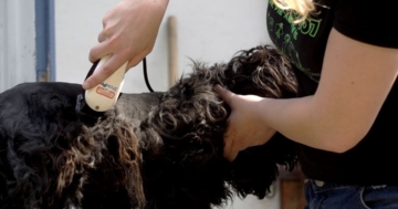 Hundeschermaschine für dickes Fell in Benutzung