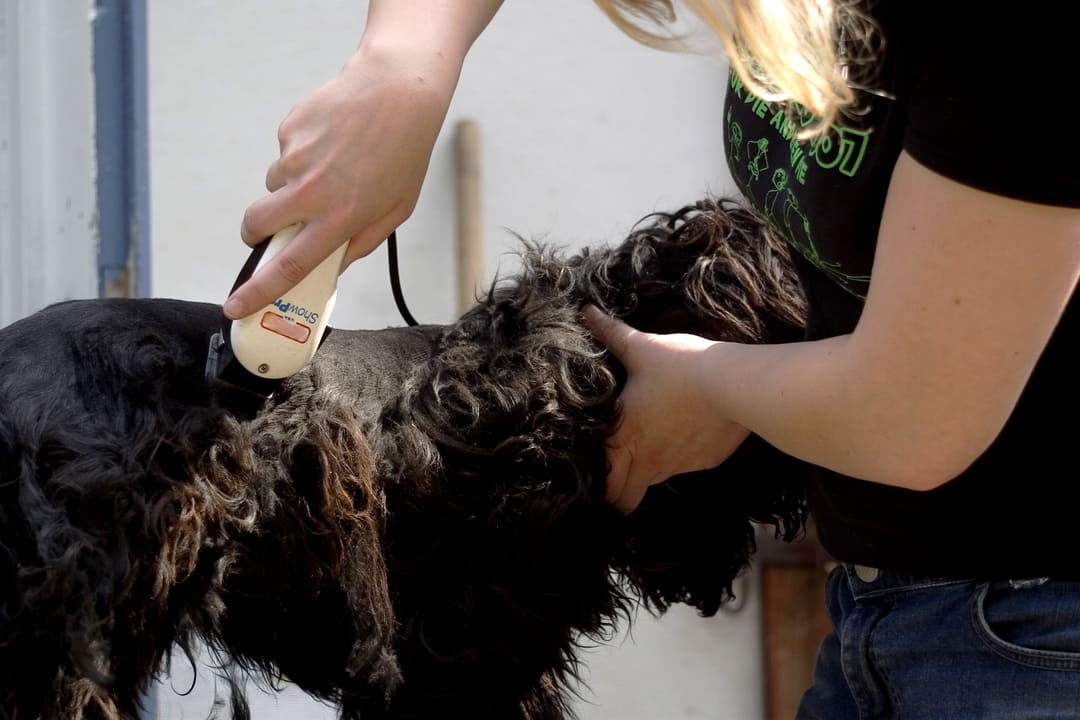 Hundeschermaschine für dickes Fell in Benutzung