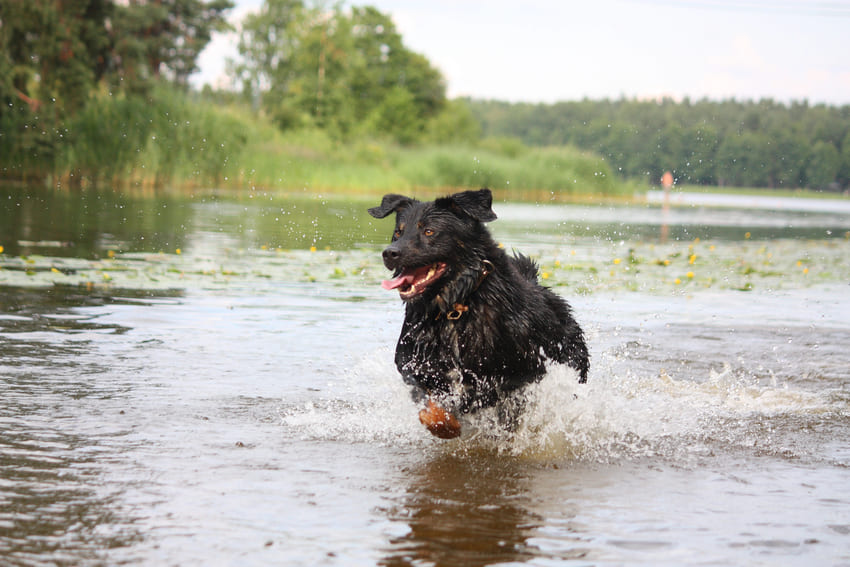 Hund abkühlen im See