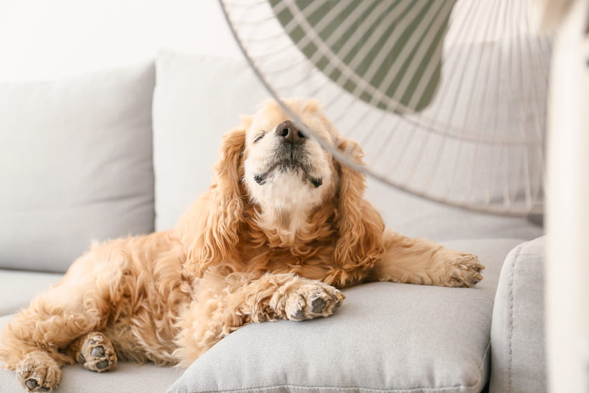 Hund abkühlen mit Ventilator