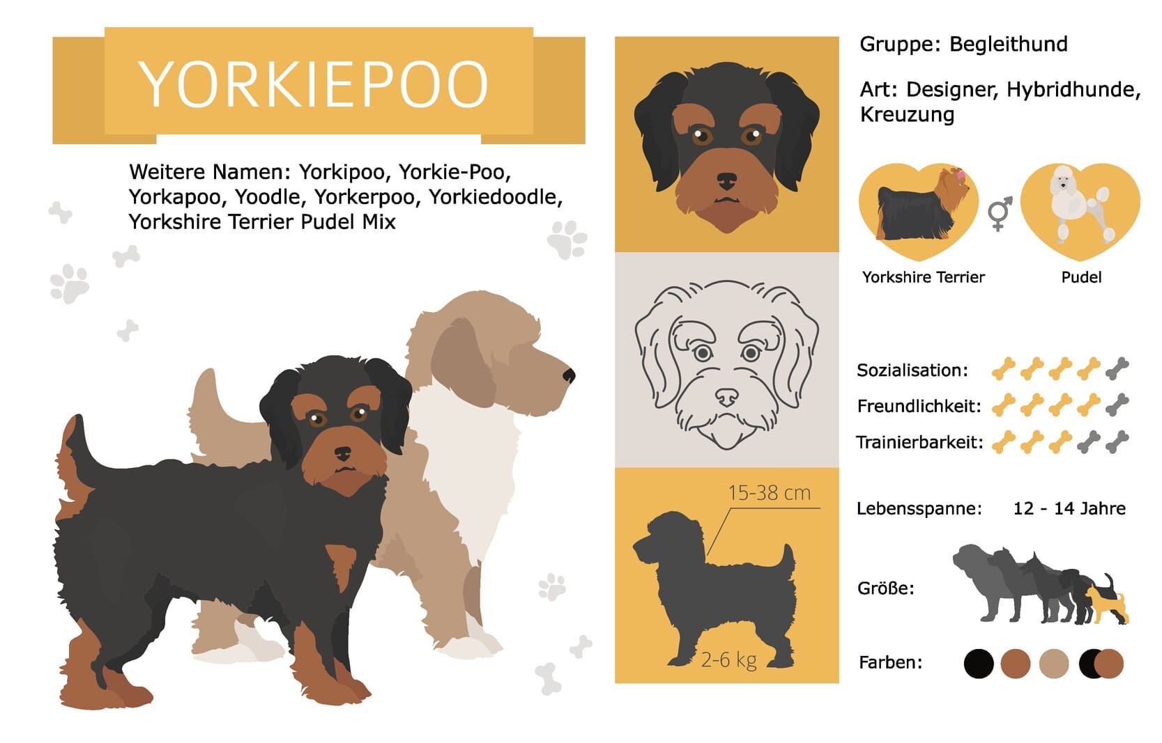 Yorkiepoo Informationen