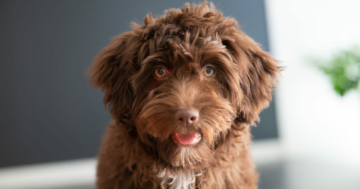 Yorkiepoo Portrait