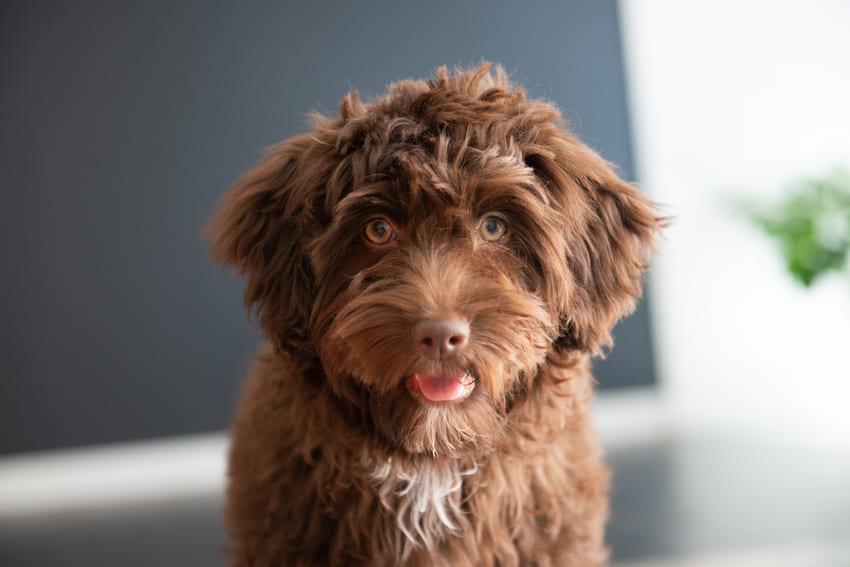 Yorkiepoo Portrait