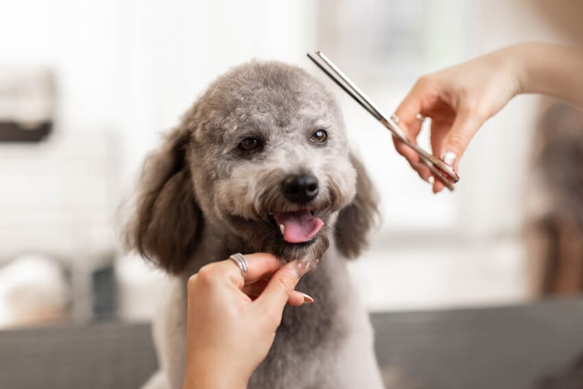 Zwergpudel scheren beim Hundefrisör