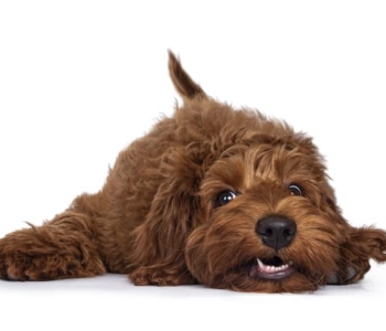 Labradoodle Welpe braun