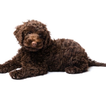 Labradoodle Welpe dunkelbraun