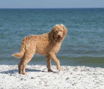 Labradoodle beige steht am Strand