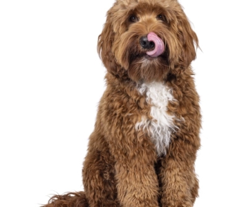 Labradoodle braun sitzt