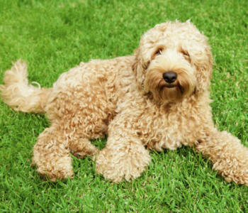 Labradoodle liegt auf Wiese