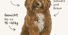 Wie sehen Labradoodle ausgewachsen aus